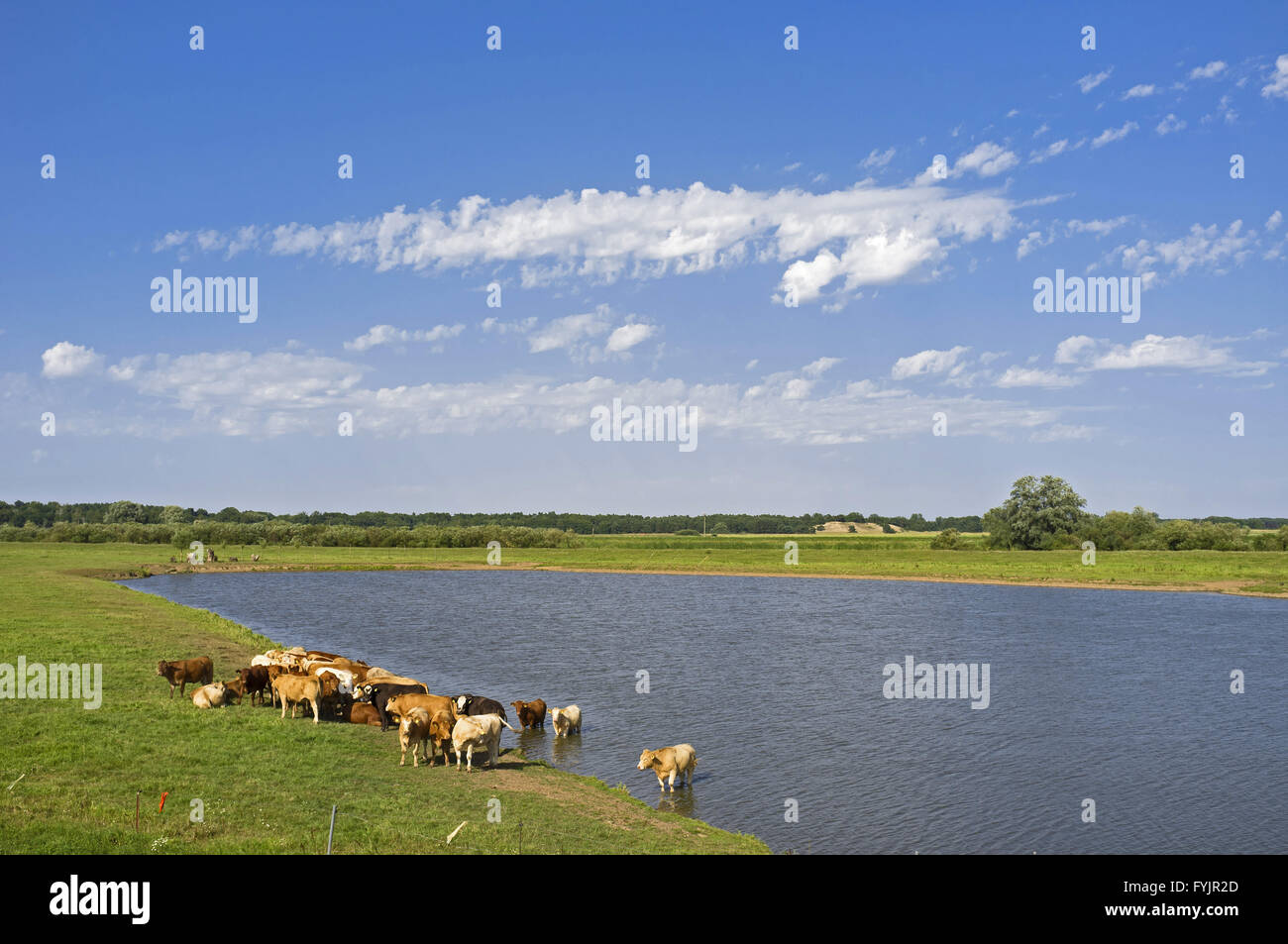 Cattle beside a lake near Boizenburg, Germany Stock Photo