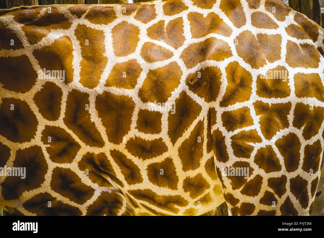 skin detail, beautiful giraffe in a zoo park Stock Photo