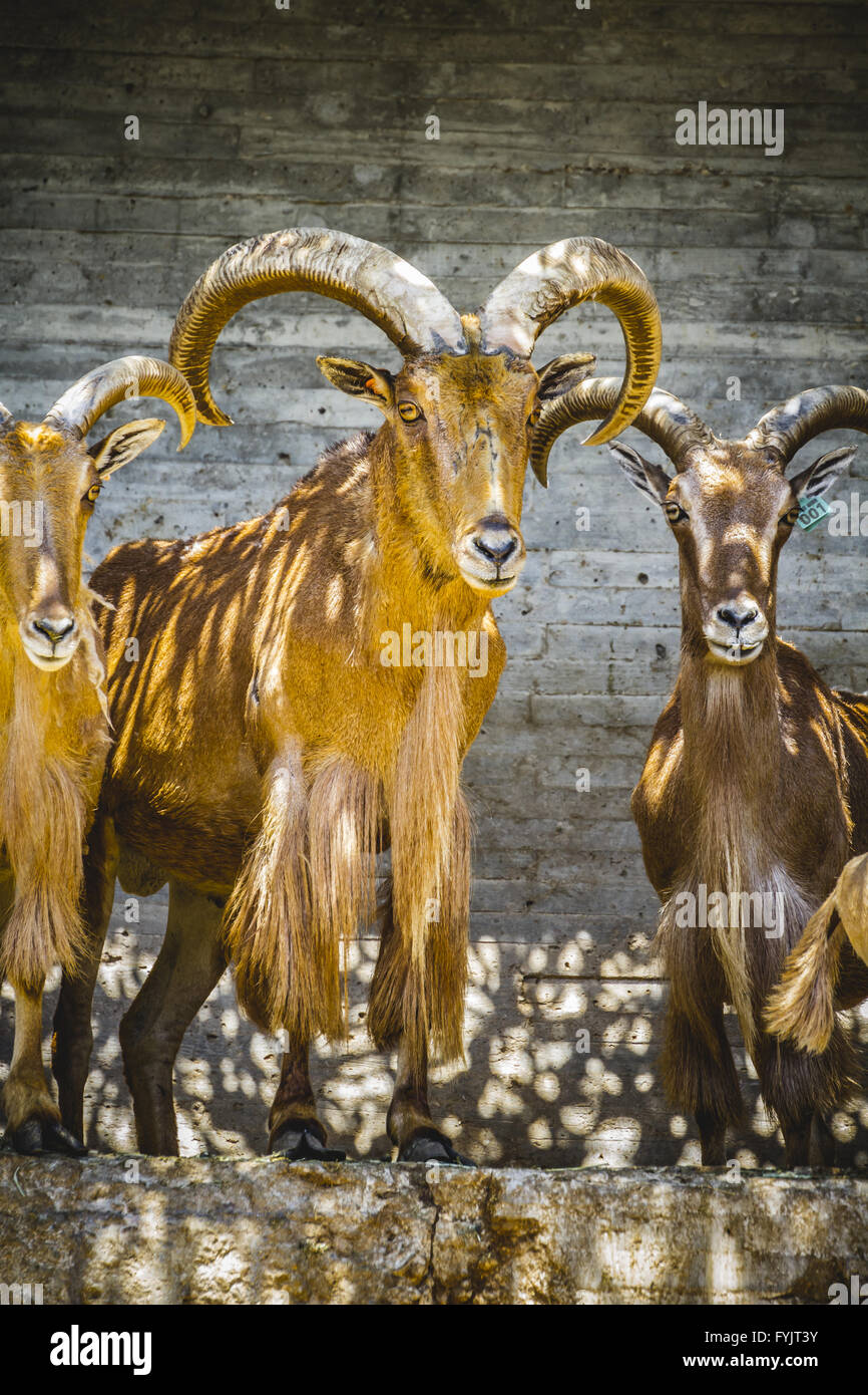 group of mountain goats, Family mammals with large horns Stock Photo