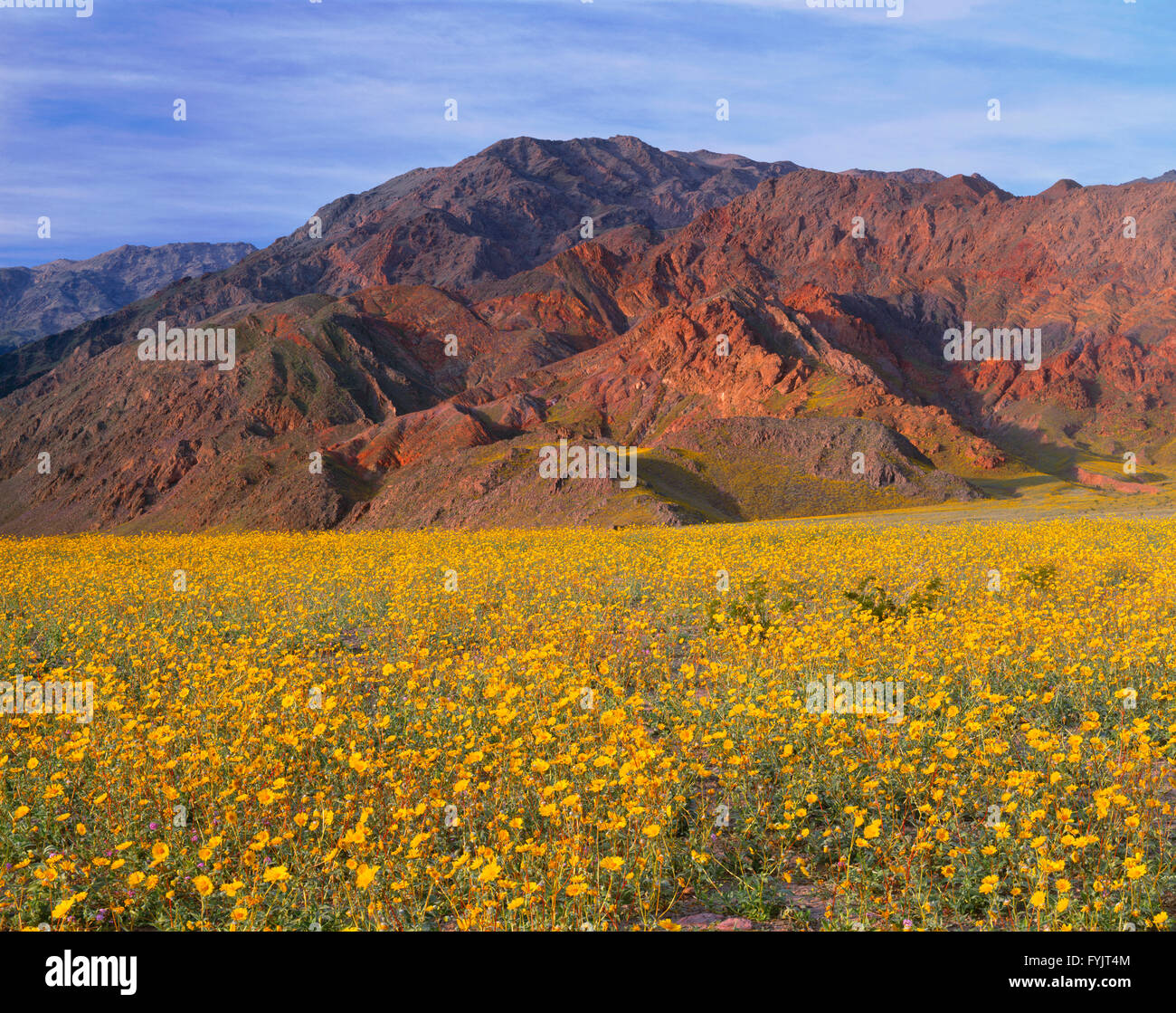 USA, California, Death Valley National Park, Huge field of desert sunflower blooms beneath the