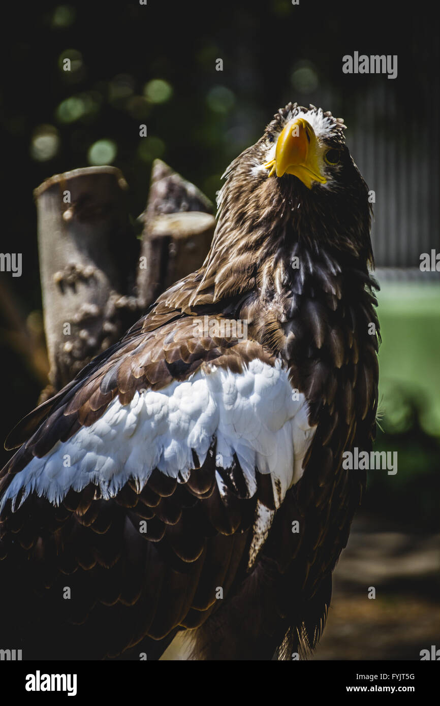 Spanish golden eagle in a medieval fair raptors Stock Photo