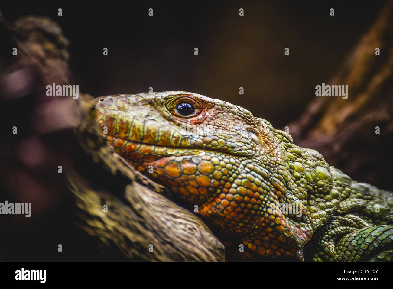 reptile, scaly lizard skin resting in the sun Stock Photo Alamy