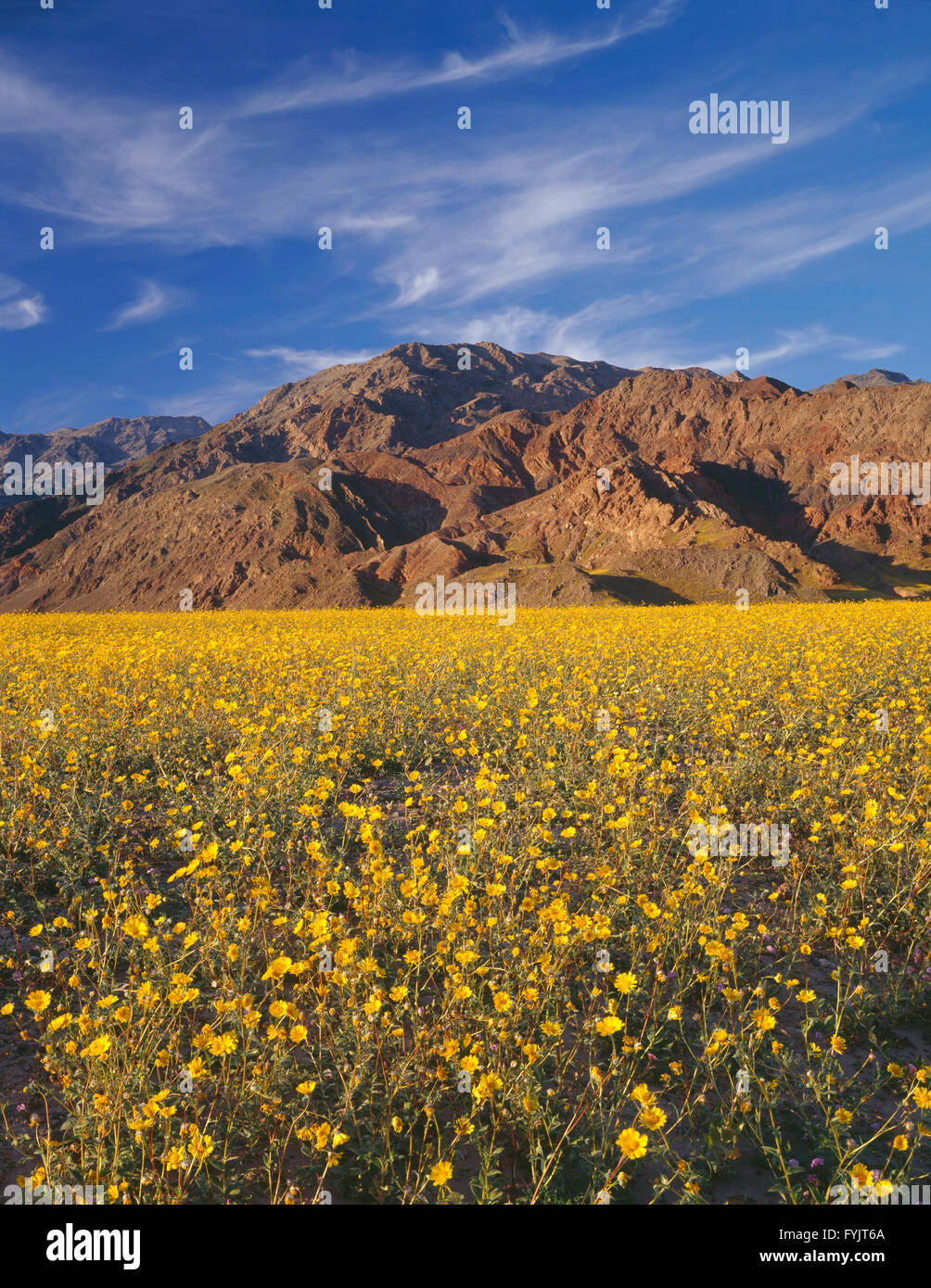 USA, California, Death Valley National Park, Huge field of desert sunflower blooms beneath the