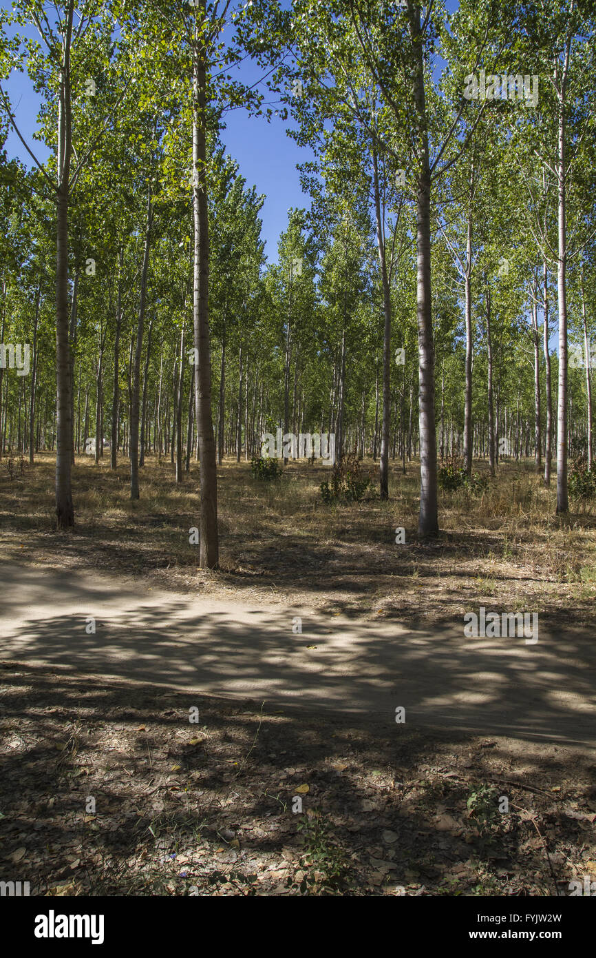 artificial forest plantation, avenues of trees Toledo, Castilla La