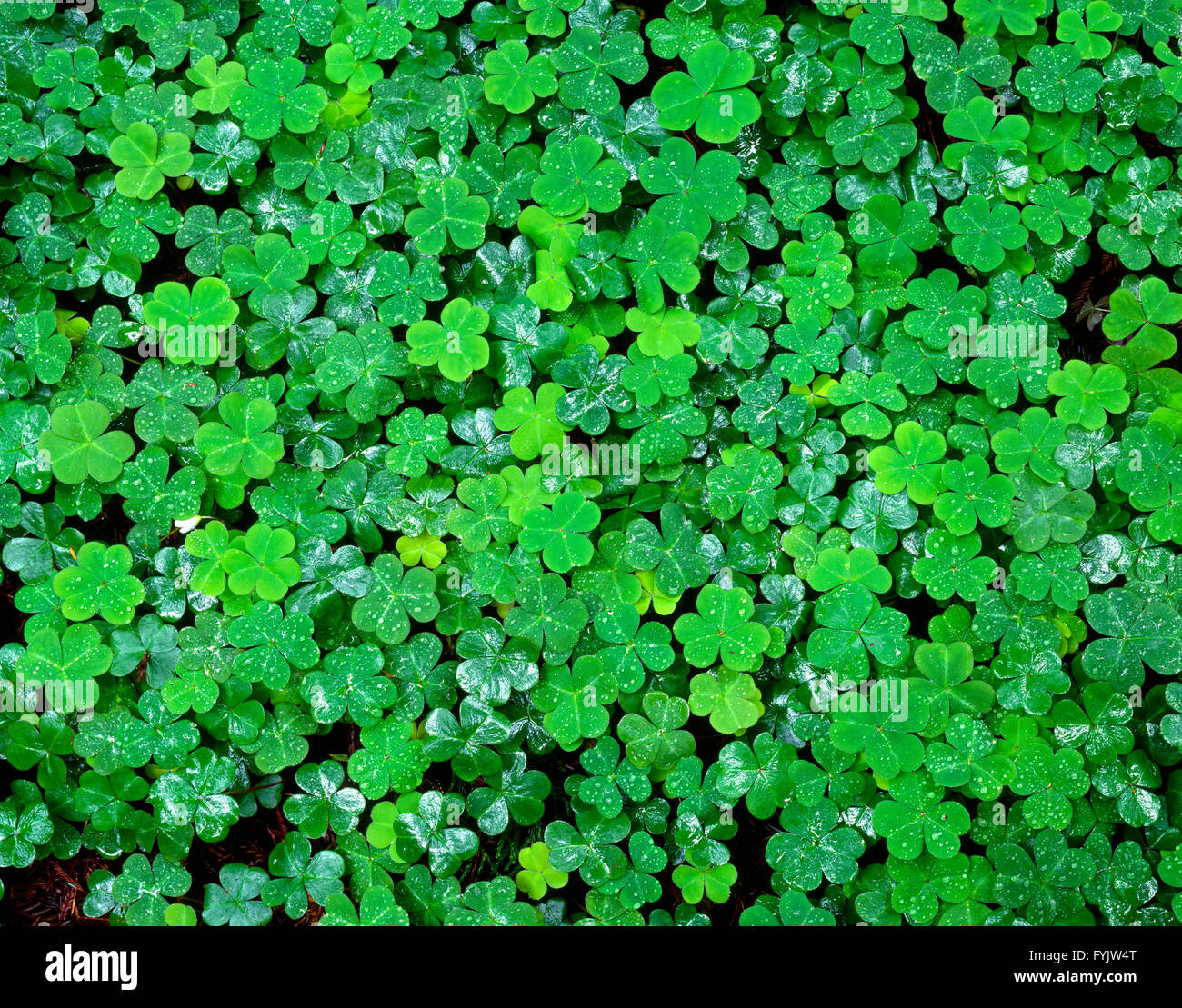 Rain forest ground cover hi-res stock photography and images - Alamy