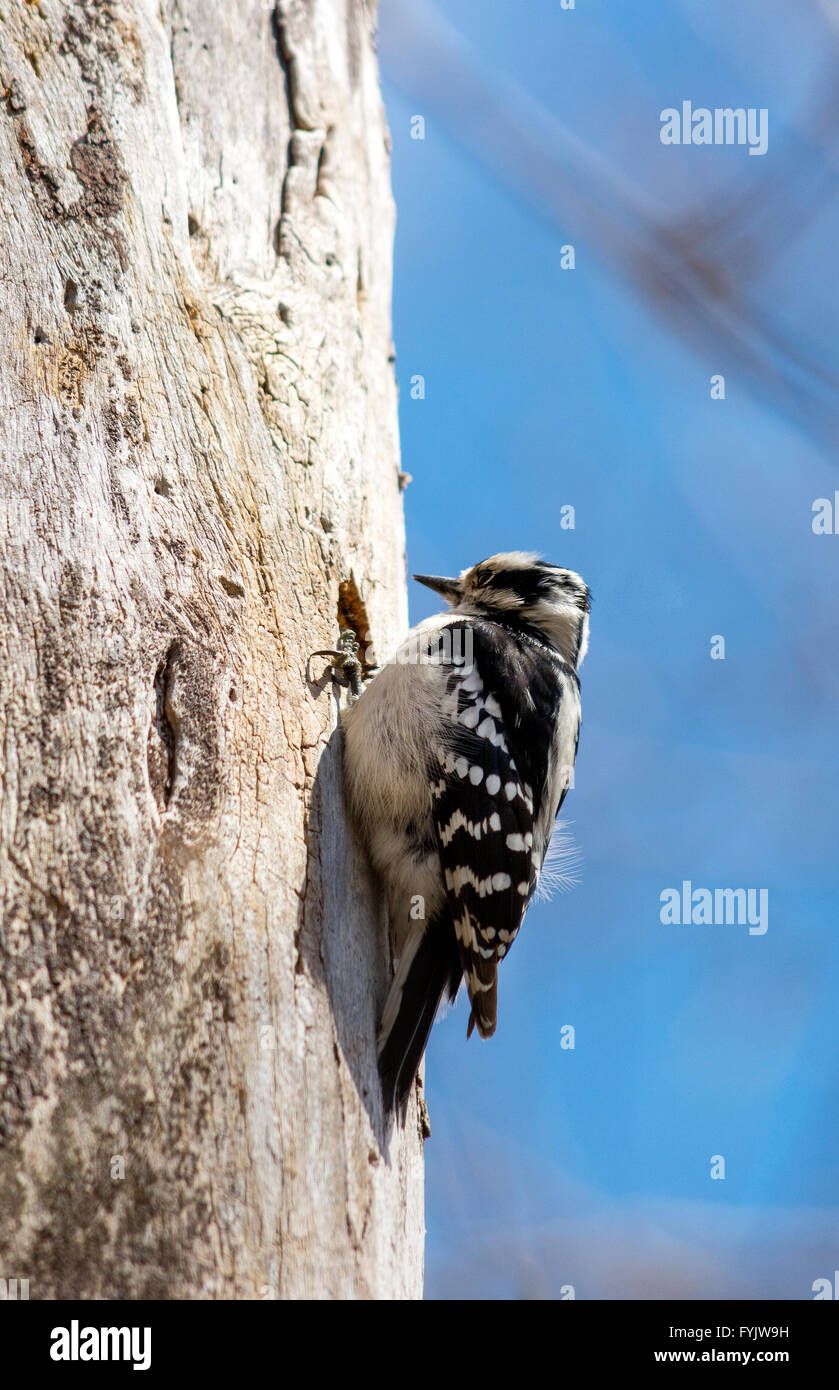 downy woodpecker on a dead tree Stock Photo