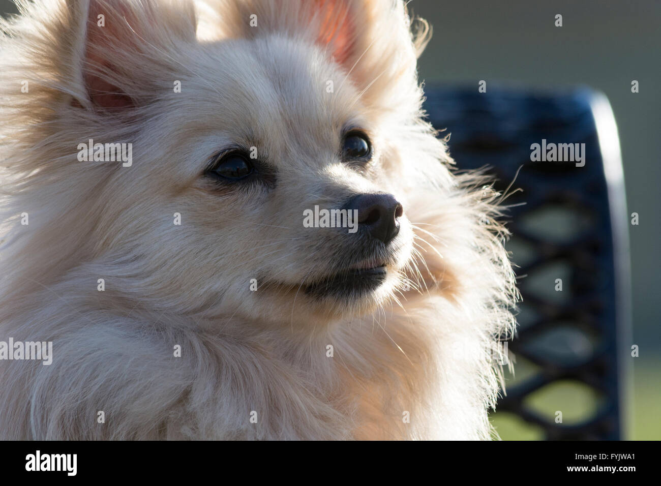 close-up shot of white pomeranian dog shot innatural light in a park Stock Photo