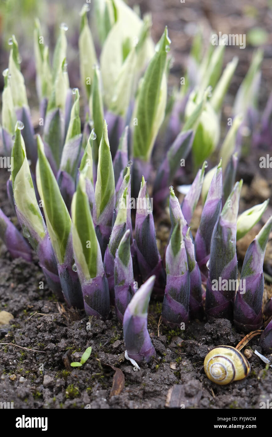 Hosta Stock Photo