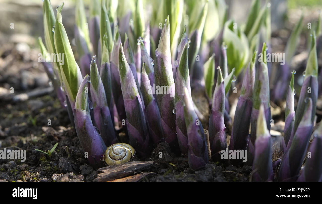 Hosta Stock Photo