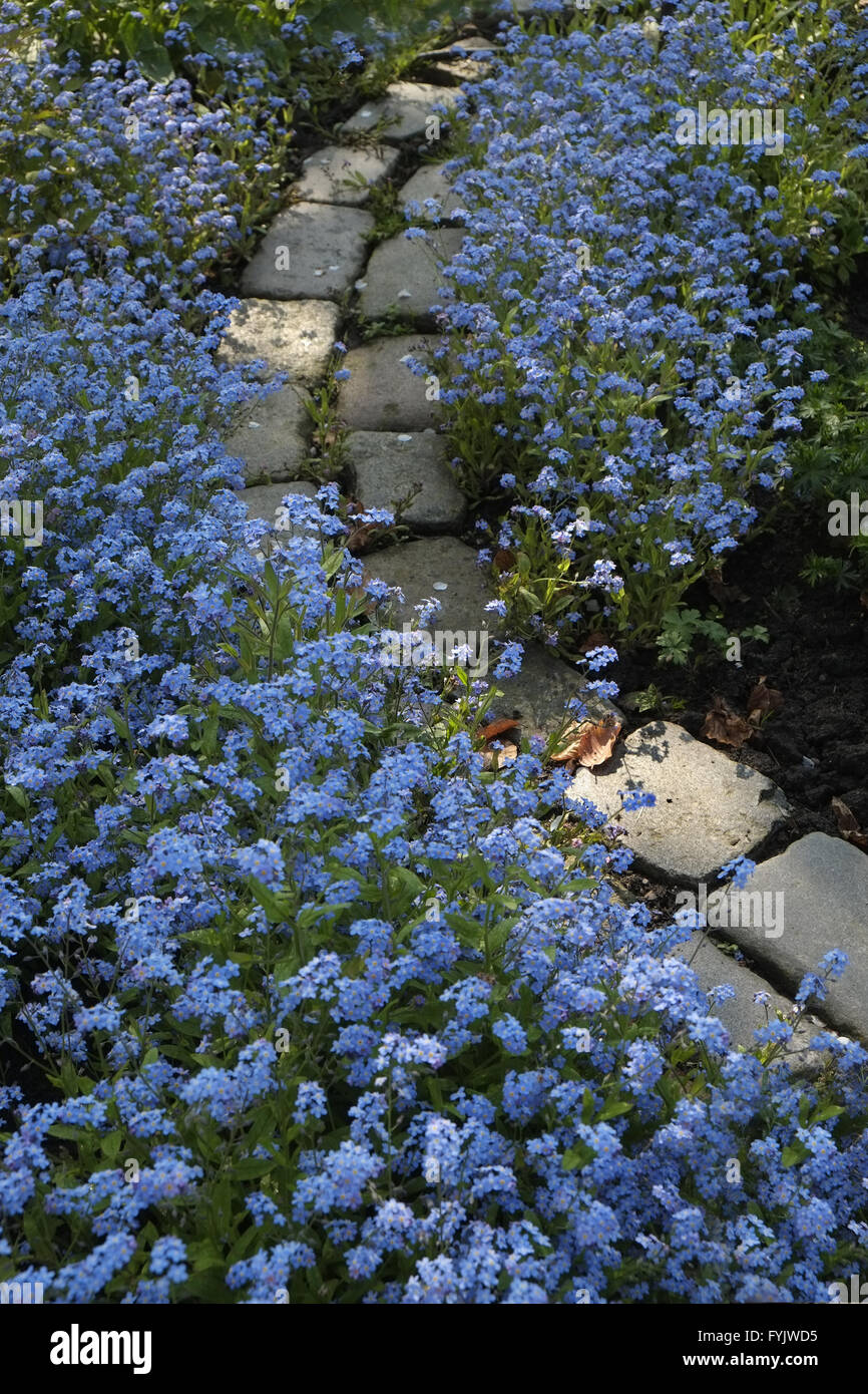 Forget-me-not Stock Photo