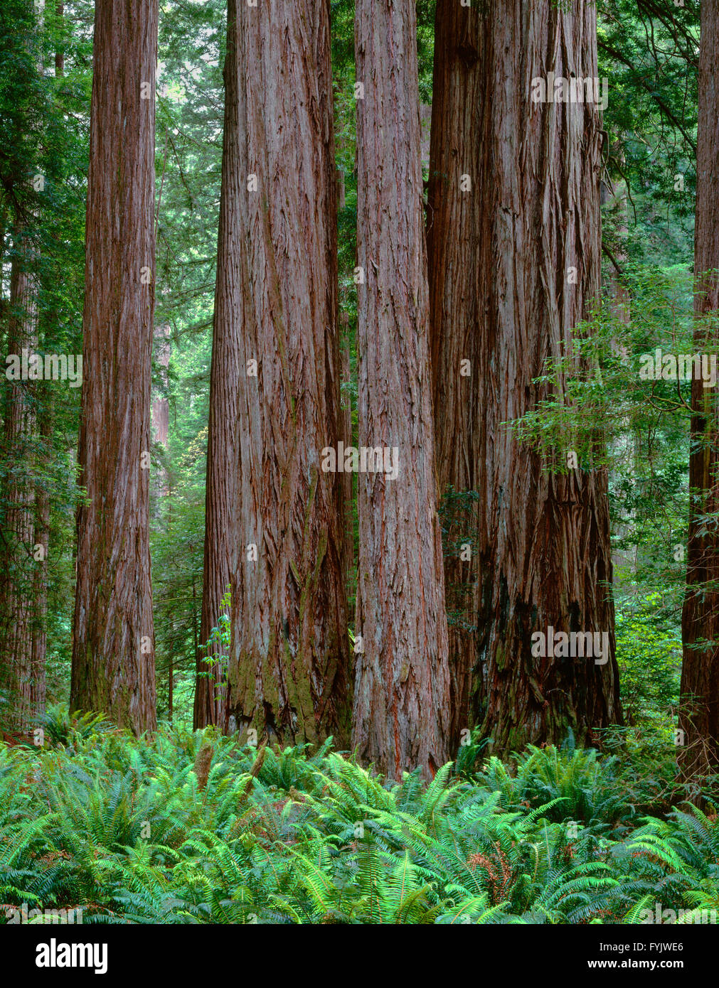 USA, California, Jedediah Smith State Park, Ancient redwoods tower above ferns in understory at the Stout Grove. Stock Photo