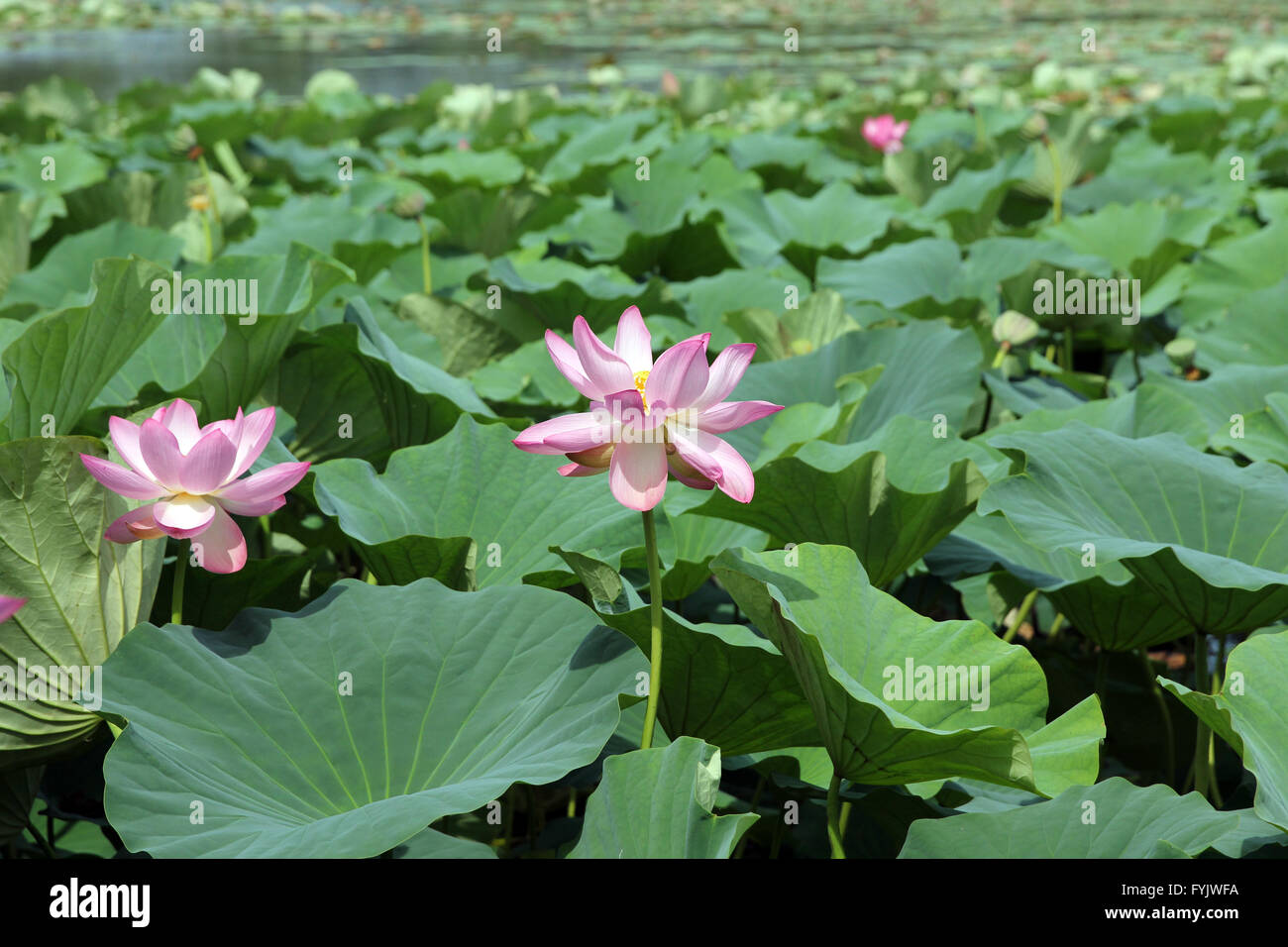 Lotus flower plants Stock Photo Alamy