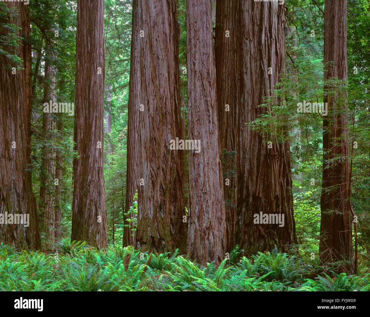 USA, California, Jedediah Smith State Park, Ancient redwoods  tower above ferns in understory at the Stout Grove. Stock Photo