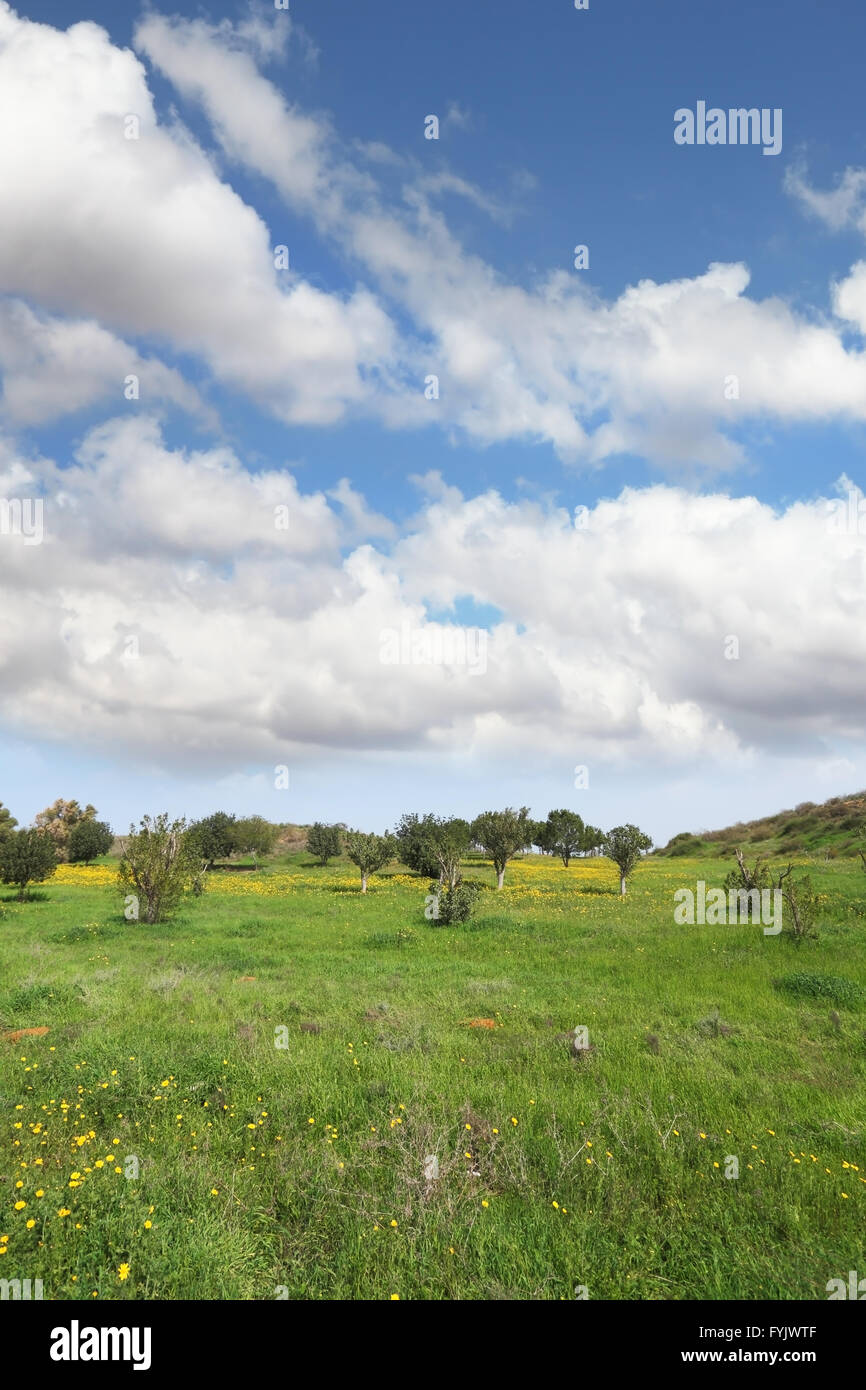 Jewish Nature Spring Spring in Israel. Yellow daisies on green lawns Stock Photo - Alamy