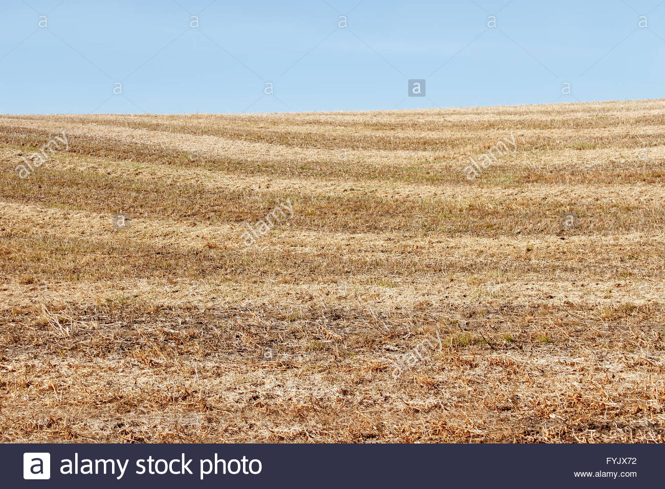 Soybean Stubble High Resolution Stock Photography and Images - Alamy