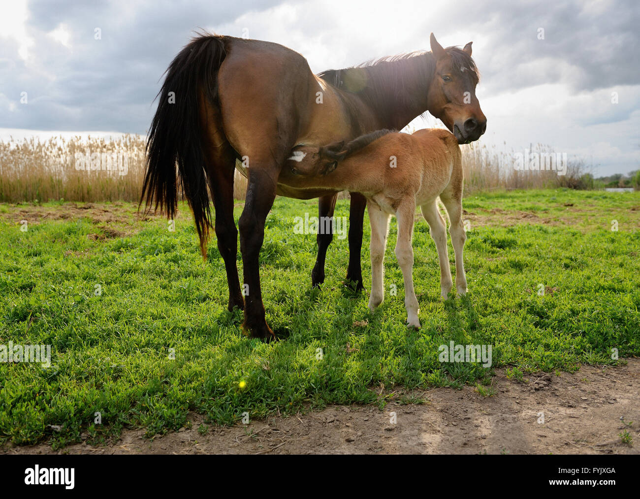 A suckling foal with mother. Stock Photo