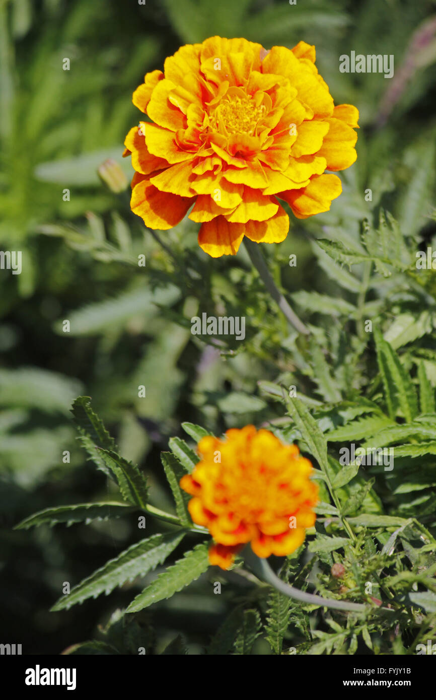 French marigold, Tagetes patula Stock Photo