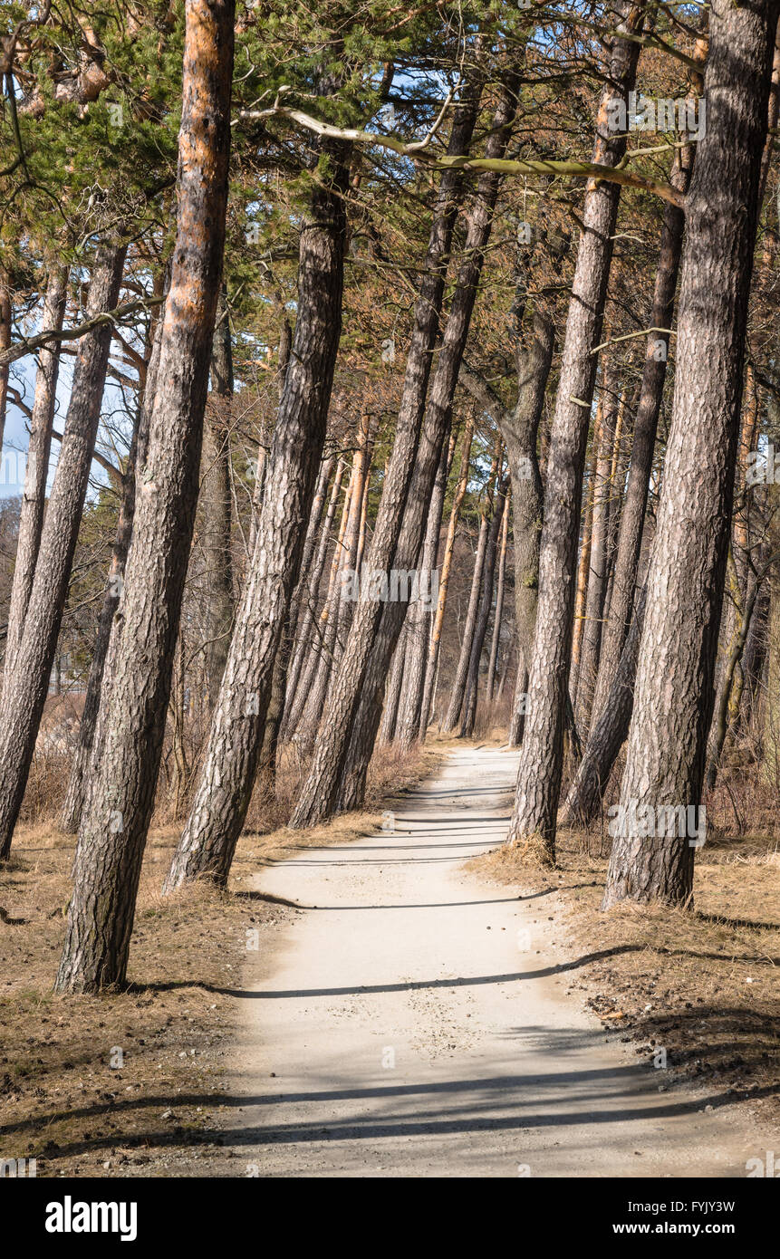 Pine trees growing on the coast of the Baltic Sea Stock Photo