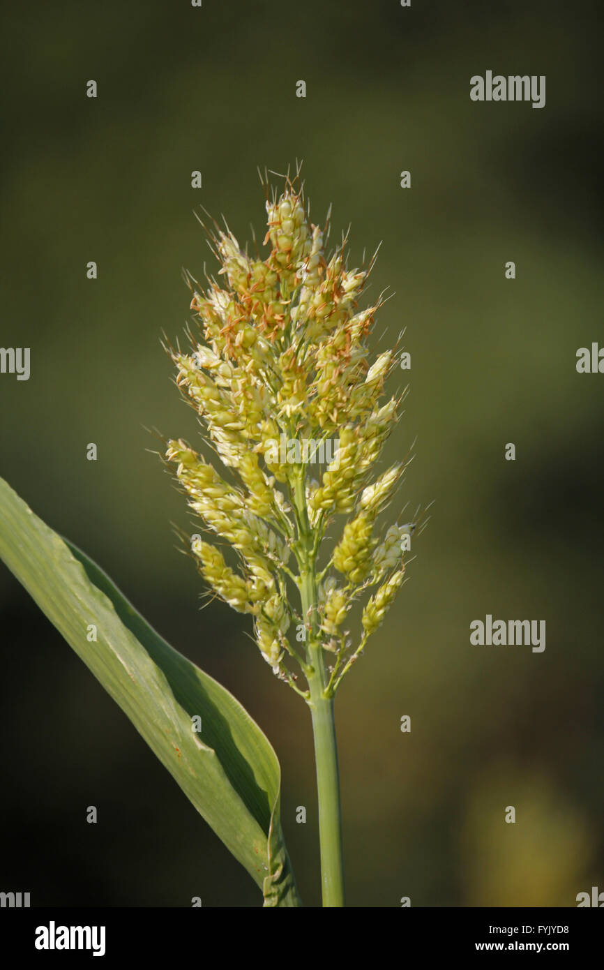 Sorghum bicolor crop Stock Photo