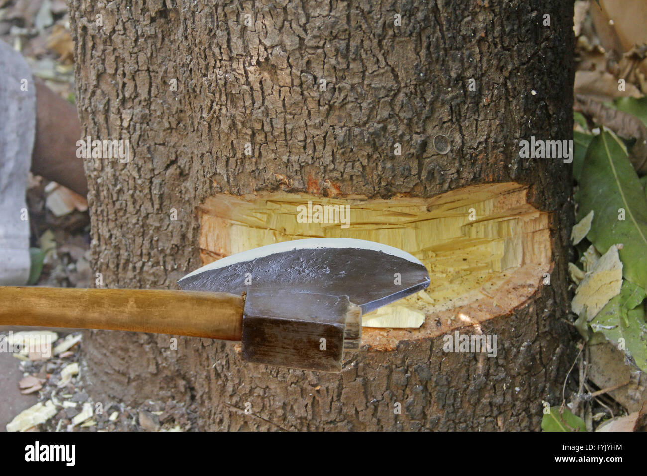 cutting tree with axe Stock Photo Alamy