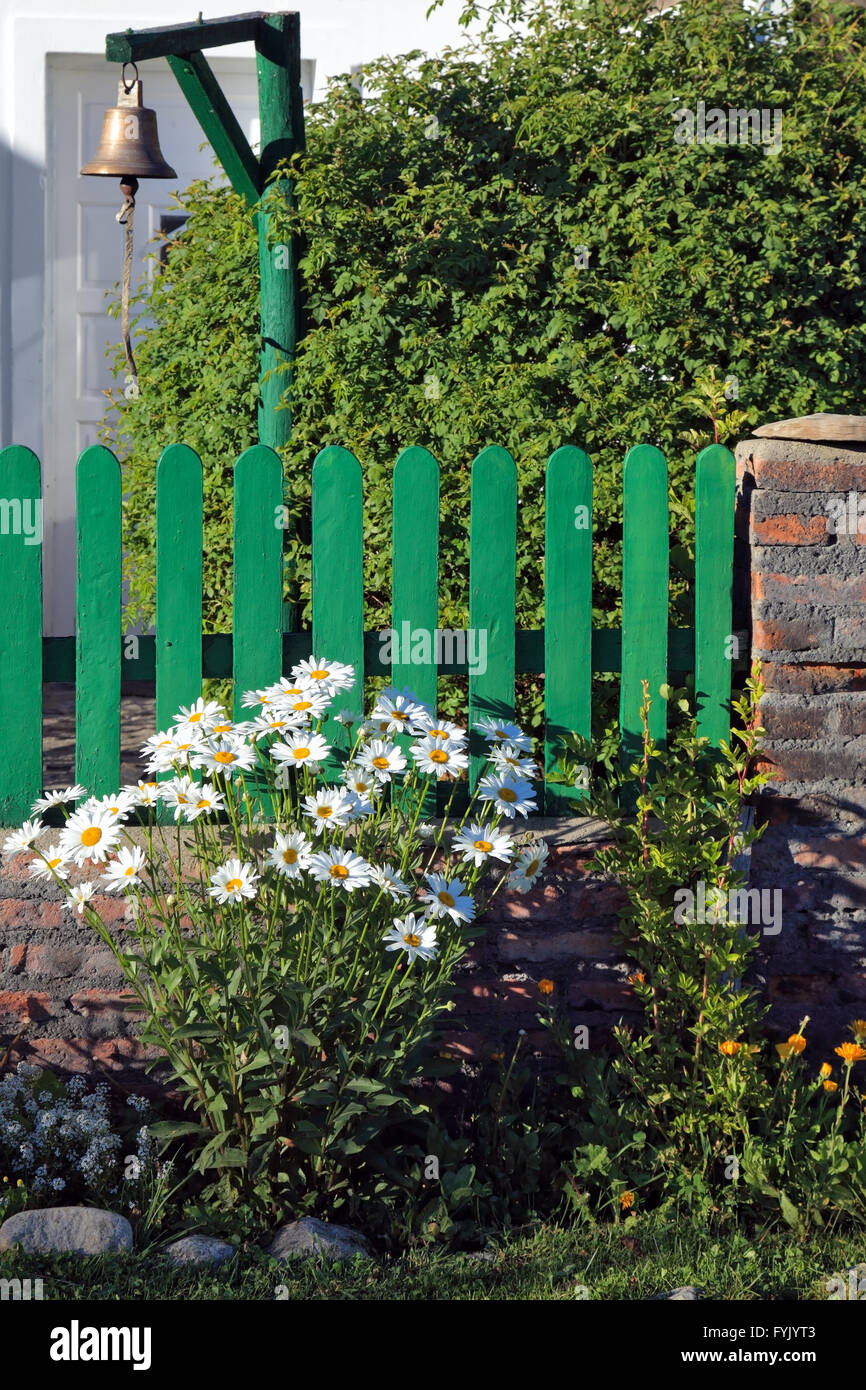 Bush blooming daisies next to green picket fence Stock Photo