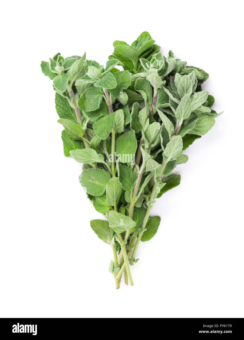 Fresh garden oregano herb. Isolated on white background Stock Photo Alamy