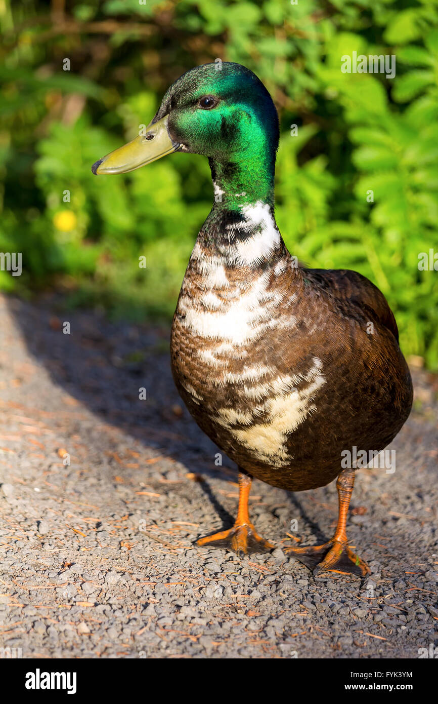 Male Mutt Duck Standing Portrait Stock Photo
