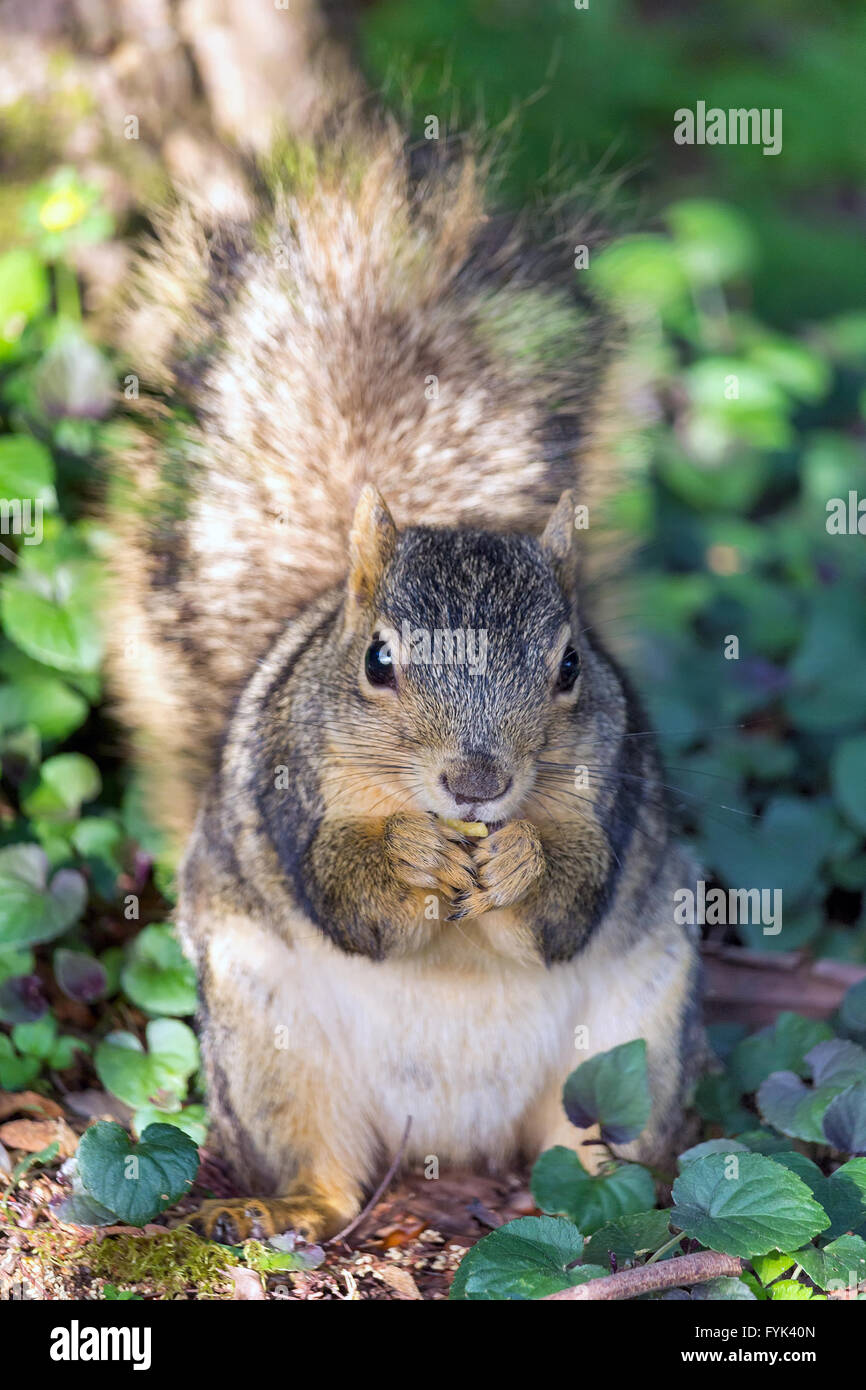 Urban Squirrel feeding in city park front portrait closeup Stock Photo
