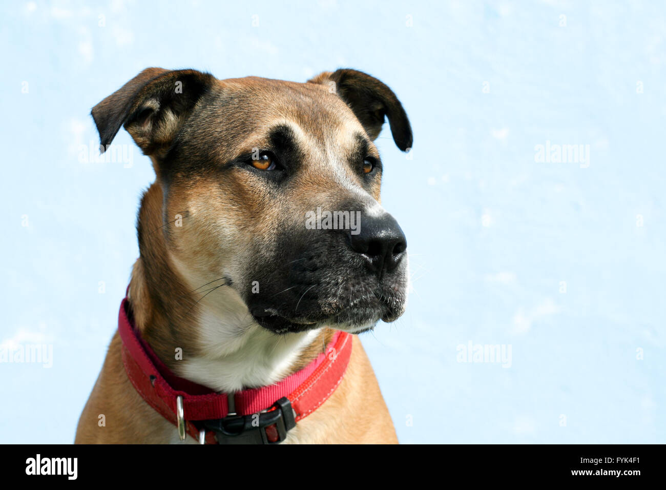 Beefy strong large mixed breed young dog with floppy ears, wearing a red collar looks to the right. Possibly a pit bull mix. Stock Photo