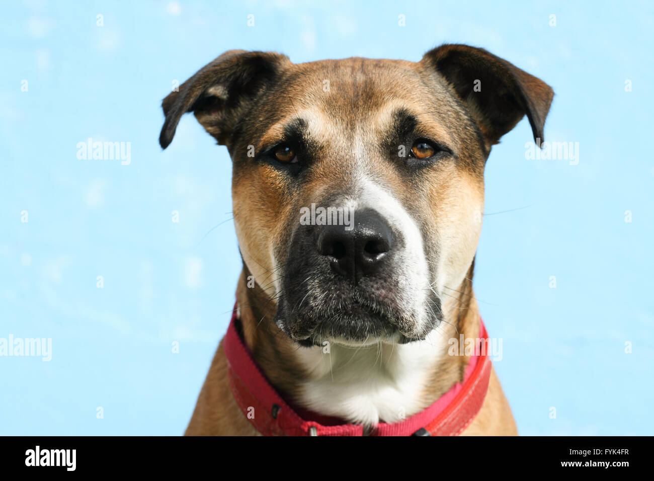 large mixed breed young dog with floppy ears, wearing a red collar looks straight ahead. He is a mixed breed possibly a pit bull Stock Photo