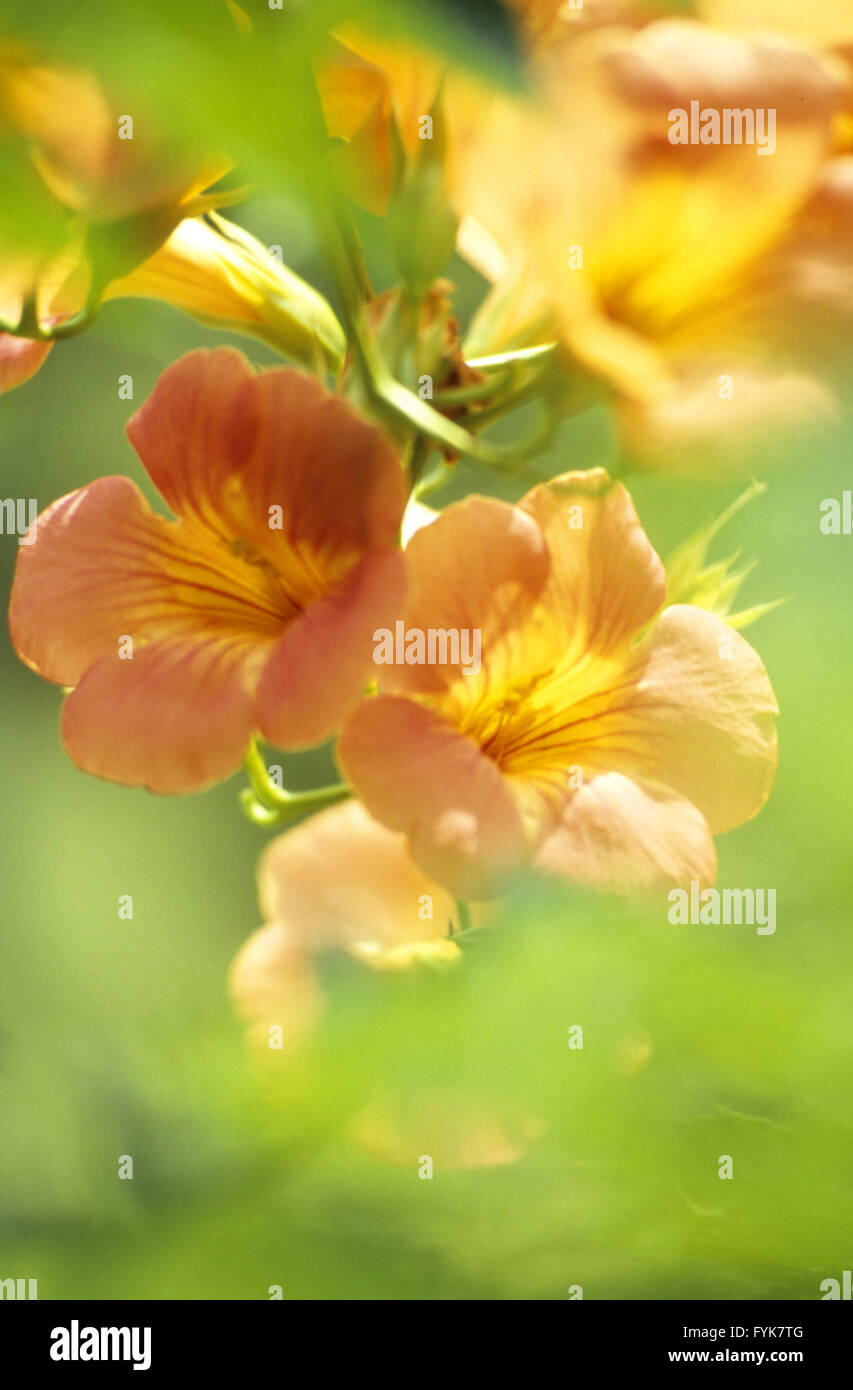 Campsis, Trumpet flower Stock Photo