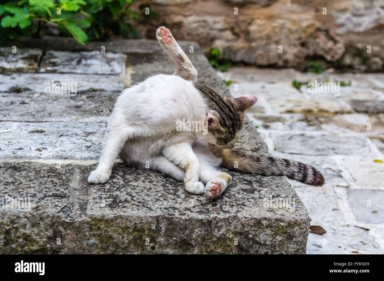 Street cat portrait Stock Photo - Alamy