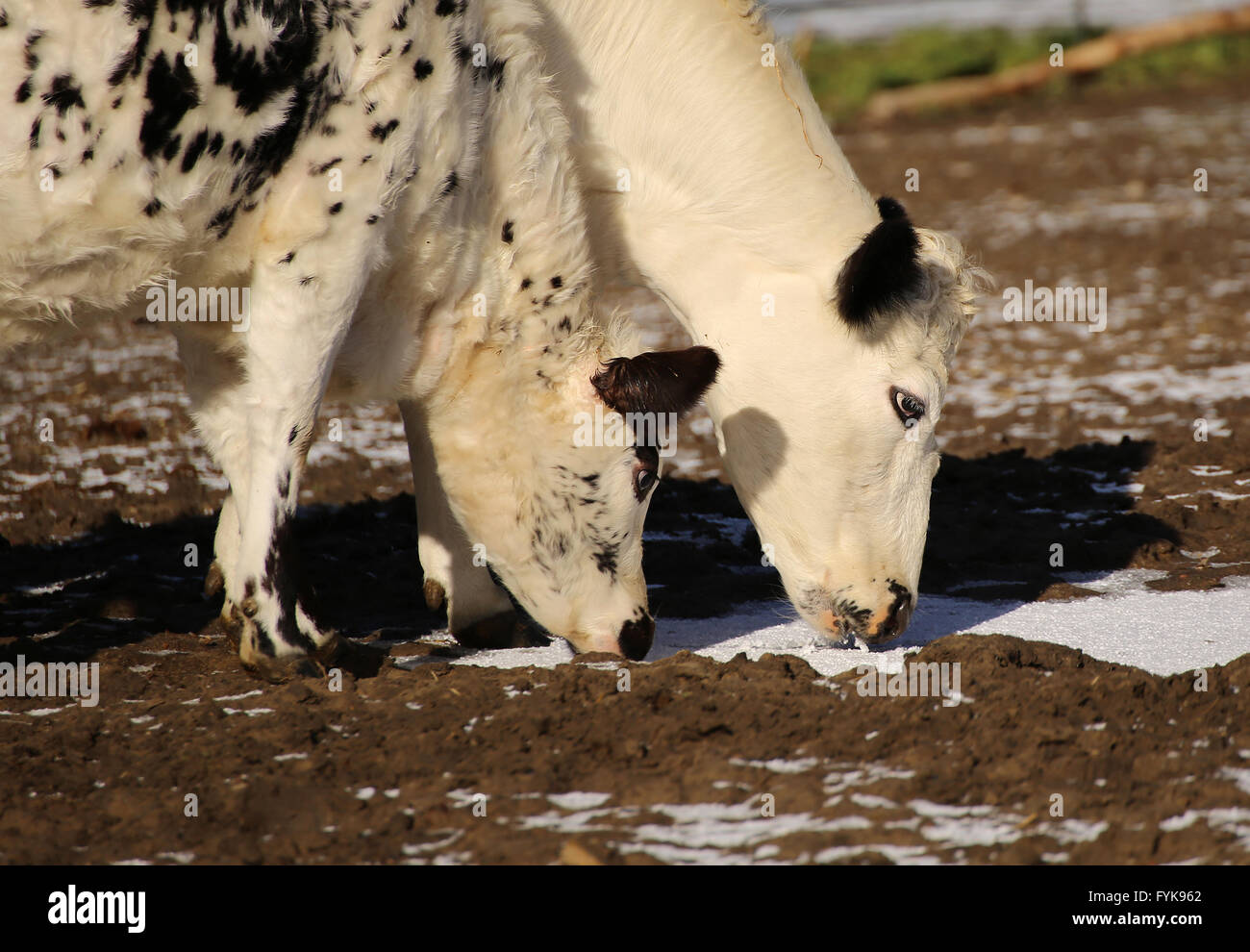 cows in the snow Stock Photo Alamy