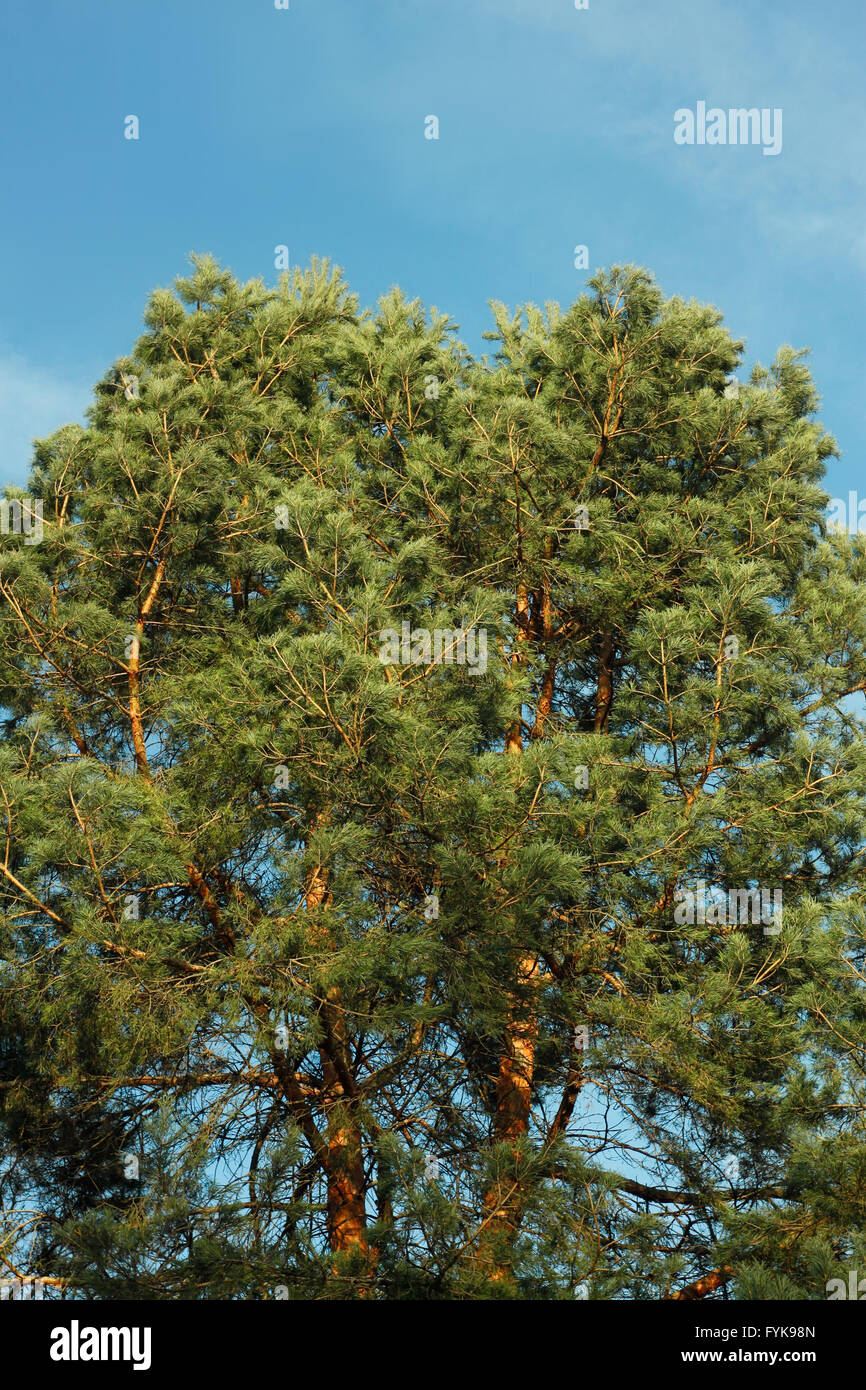 Spreading crown of old pine tree Stock Photo