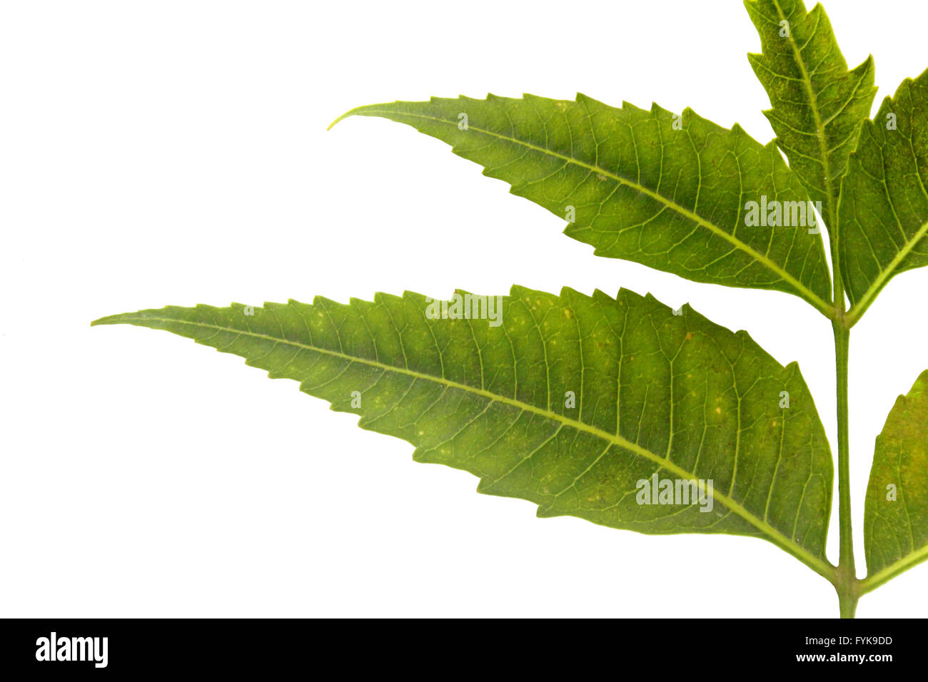 Medicinal Neem leaves-Azadirachta indica Stock Photo