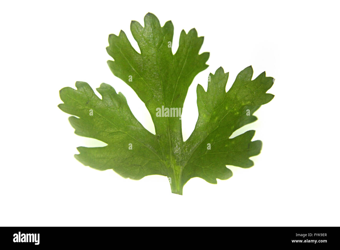 Leaf of Coriander, Coriandrum sativum Stock Photo