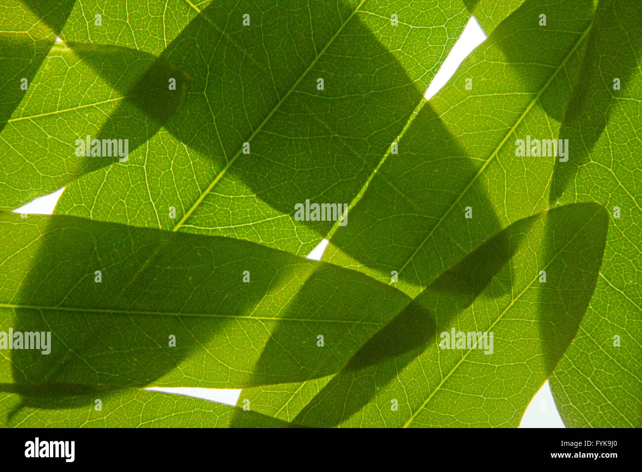 Leaves of Cassia leptophylla Placed together Stock Photo