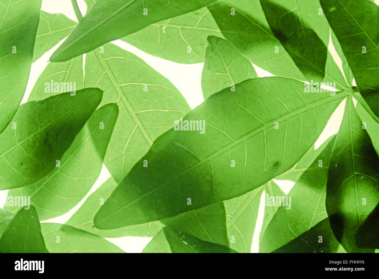 Leaves of Cassia leptophylla Placed together Stock Photo