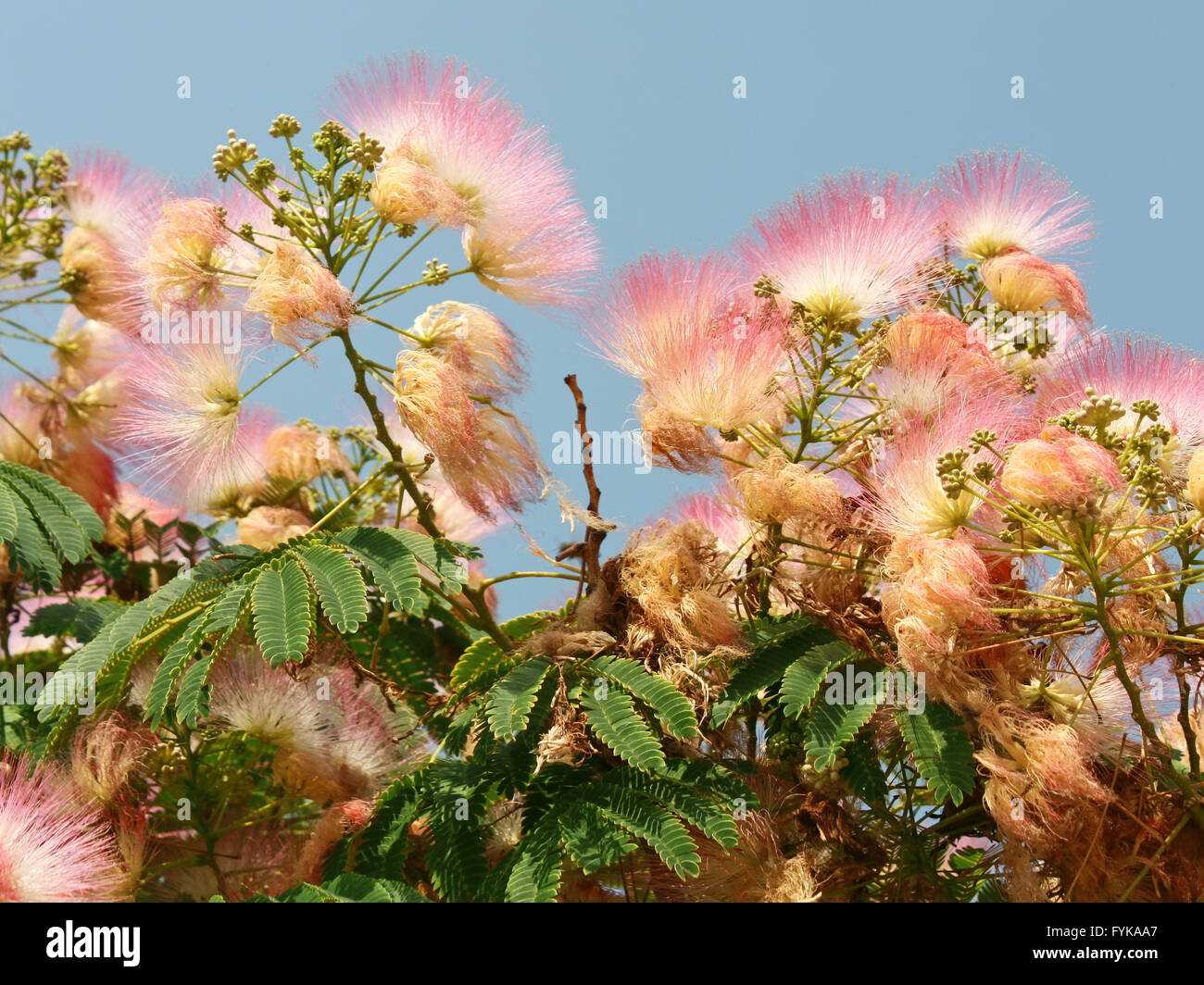 Flowering silk tree Stock Photo Alamy