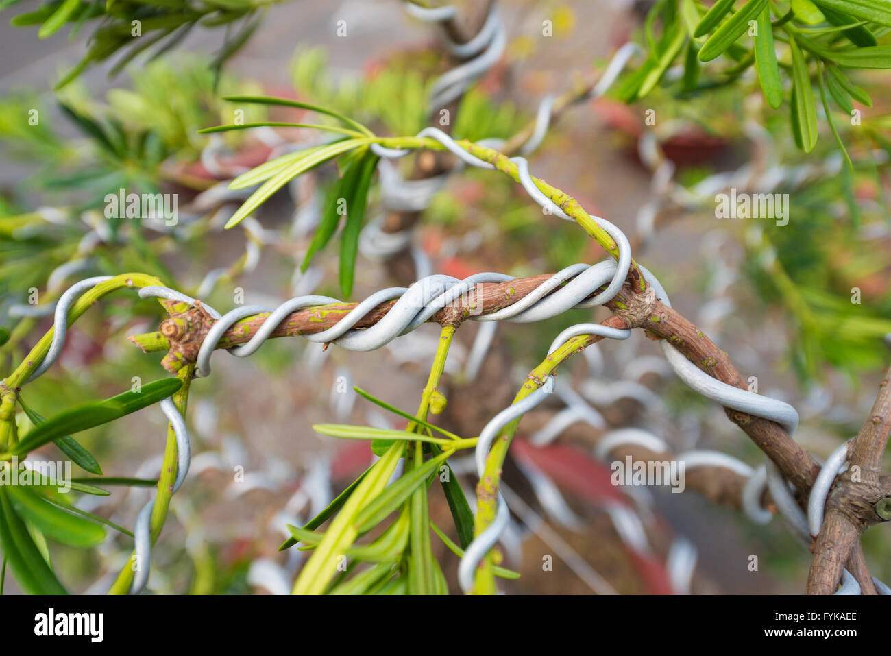 bonsai tree making process Stock Photo Alamy