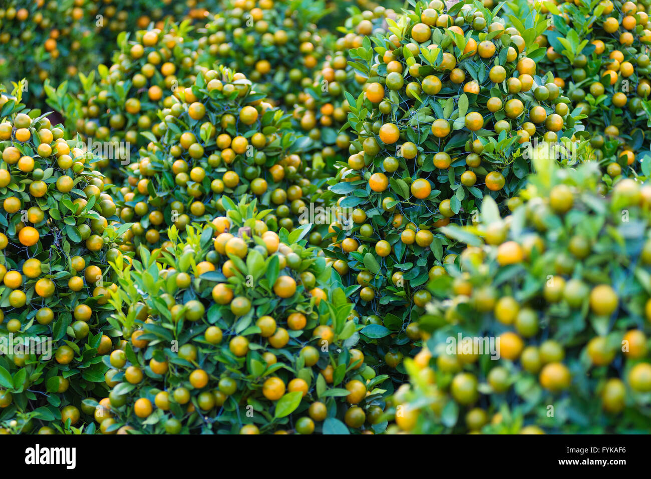 kumquat trees for Tet (Vietnamese New Year) Stock Photo