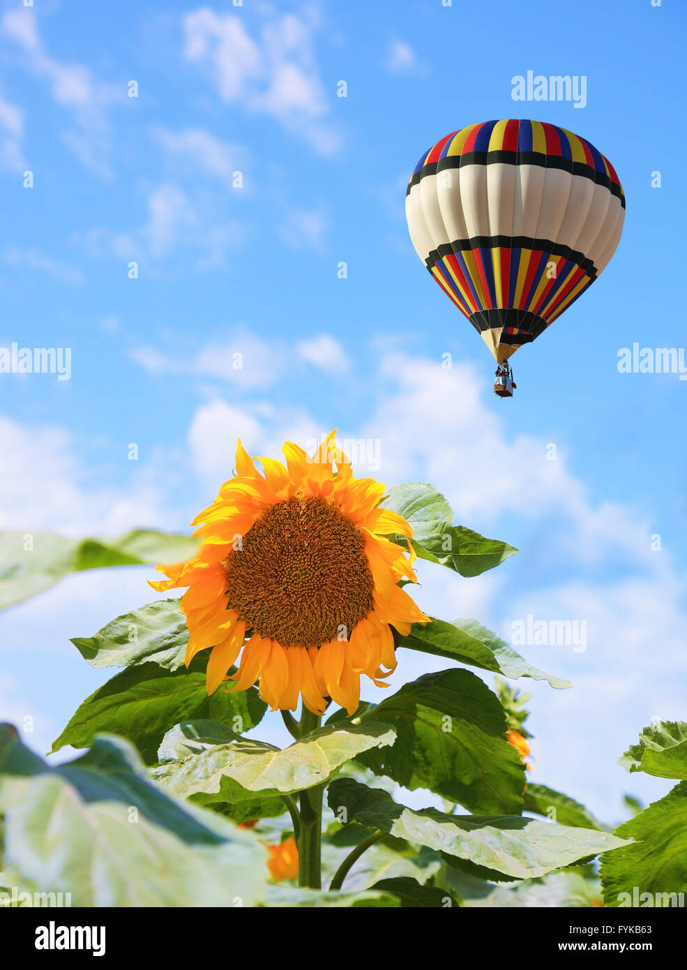 The balloon flying over a field of sunflowers Stock Photo