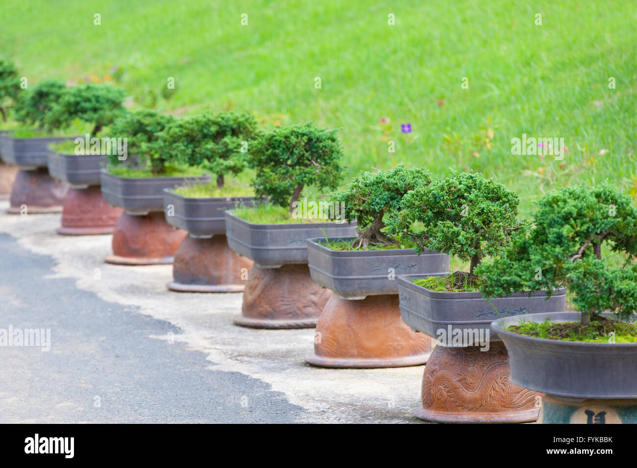 bonsai trees garden Stock Photo