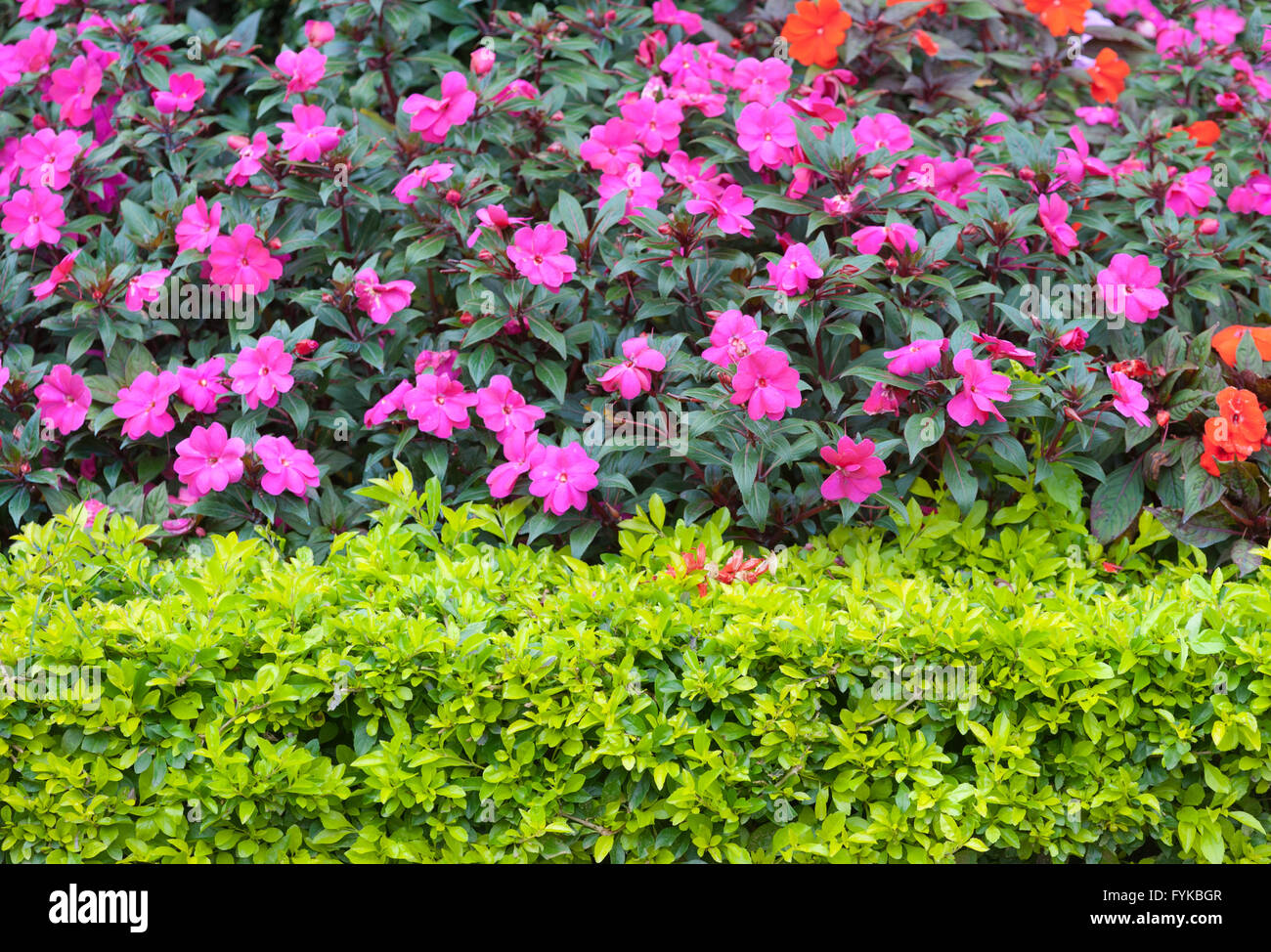 bushes with pink flowers Stock Photo