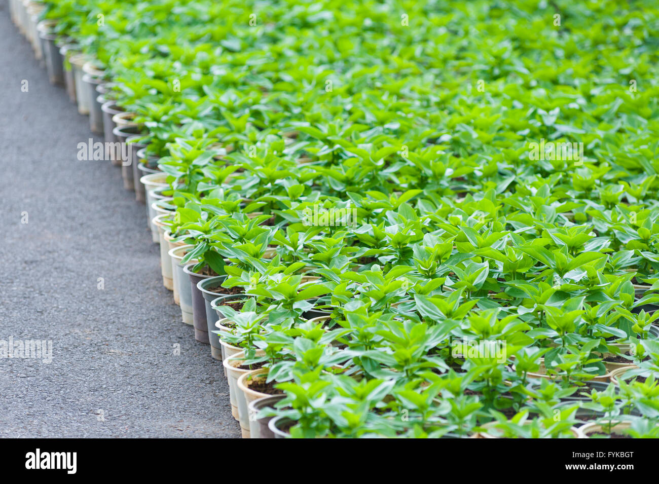 lots of young flower plants in pots Stock Photo