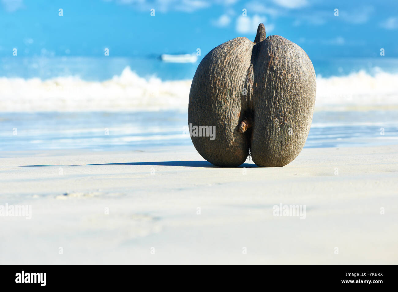 Sea's coconuts (coco de mer) on beach at Seychelles Stock Photo