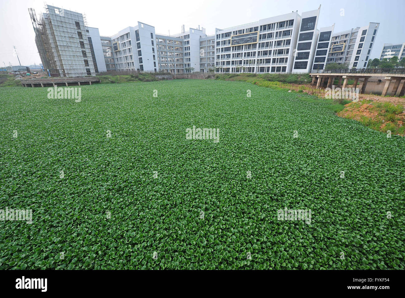 Nanning, Nanning, CHN. 14th Apr, 2016. Nanning, CHINA - April 14 2016: (EDITORIAL USE ONLY. CHINA OUT) Water hyacinth grows crazily on the lake due to eutrophication in Guangxi university of finance and economics. Now it looks like a prairie. © SIPA Asia/ZUMA Wire/Alamy Live News Stock Photo