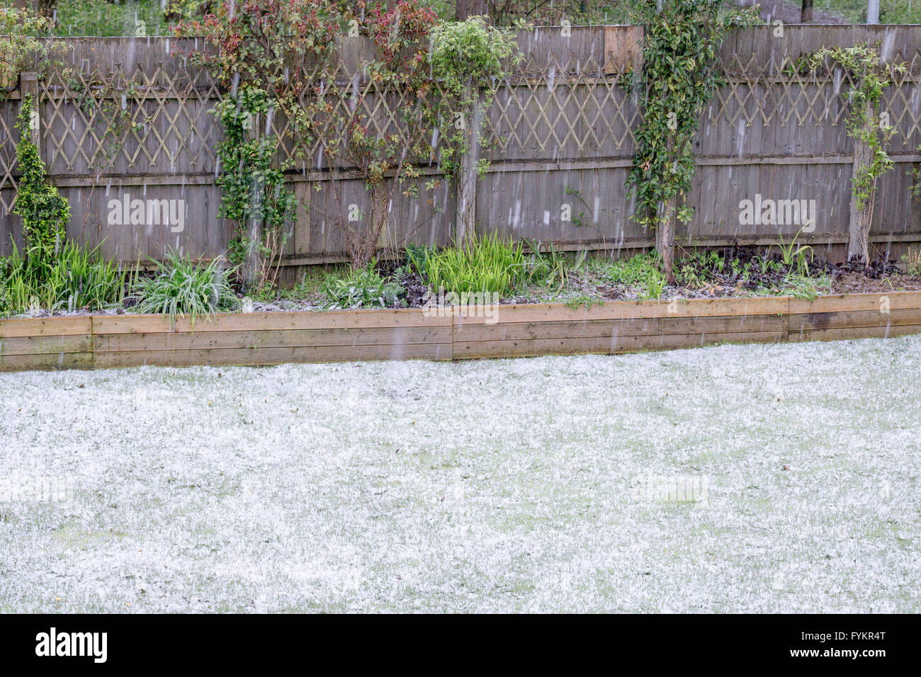 Corby, Northants, UK. 27th Apr, 2016. Spring snow, sleet and hail on a garden in Corby, Northants, England, on 27 April 2016, the first time ever so late in the year, and so a record, and an unexpected one in a time of global warming. Credit:  miscellany/Alamy Live News Stock Photo
