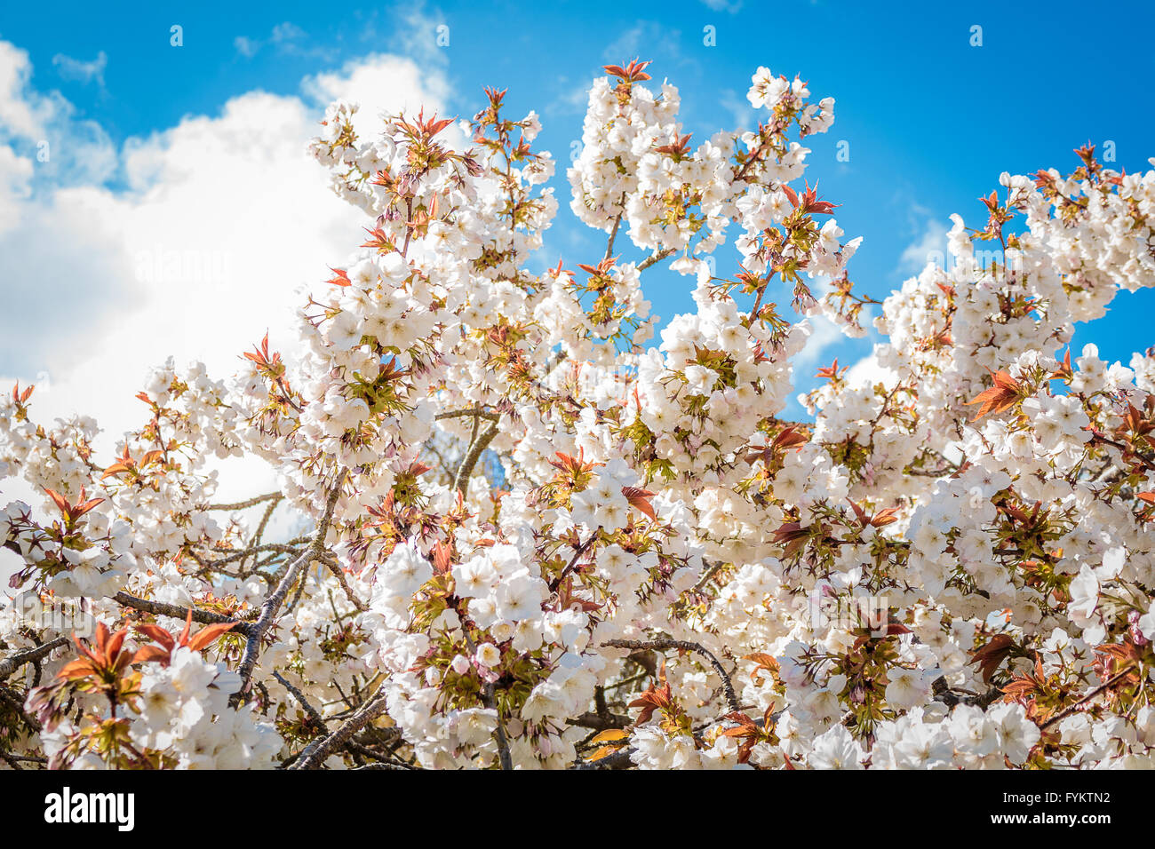 Oakham, Rutland, England, UK. 27th April 2016. UK Weather: A fine but cold sunny morning in Oakham, Rutland, showing off the white blossom of a cherry tree, Genus Prunus, to its best advantage. Credit:  Jim Harrison/Alamy Live News Stock Photo