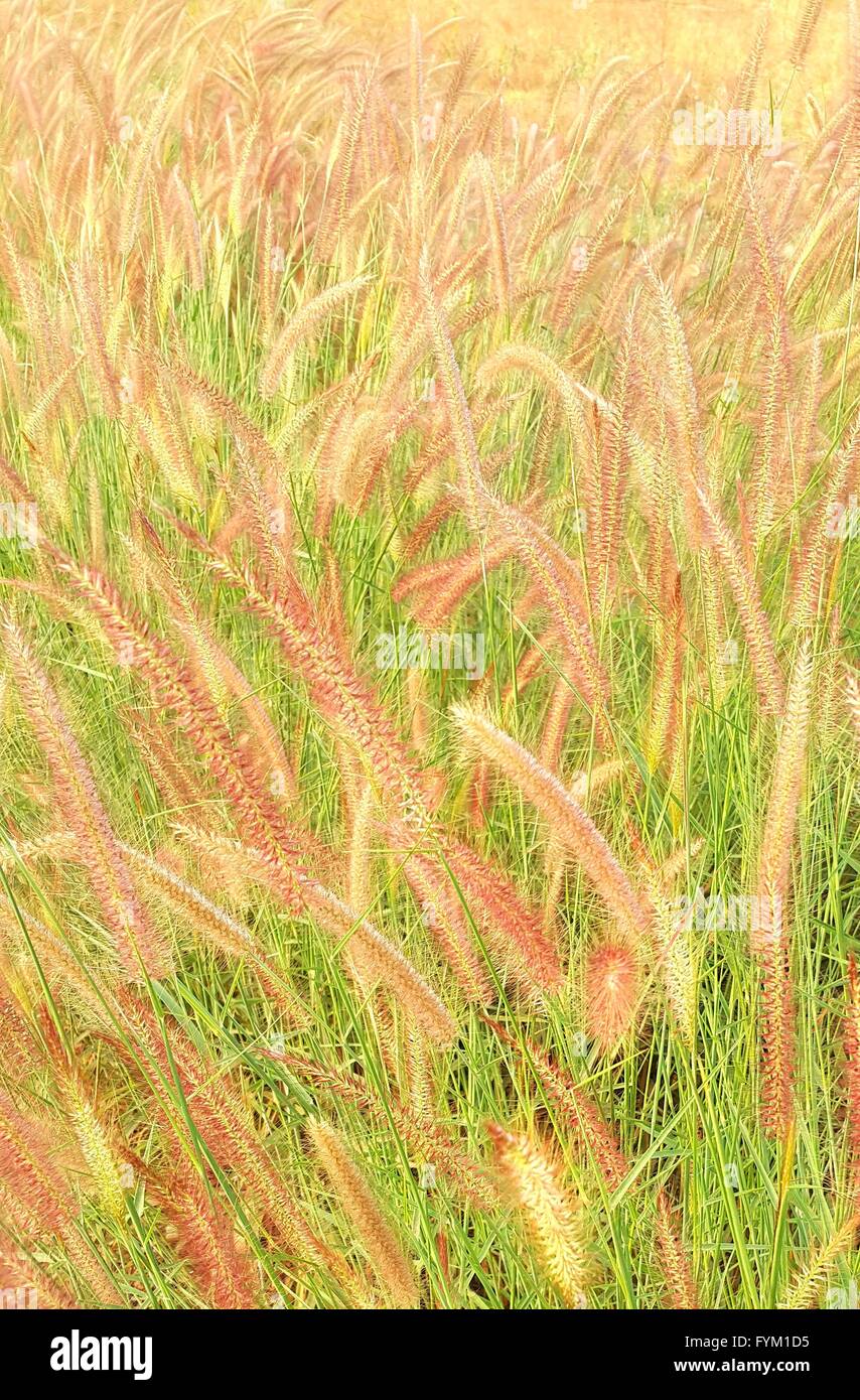 Pennisetum purple fountain grass hi-res stock photography and images ...